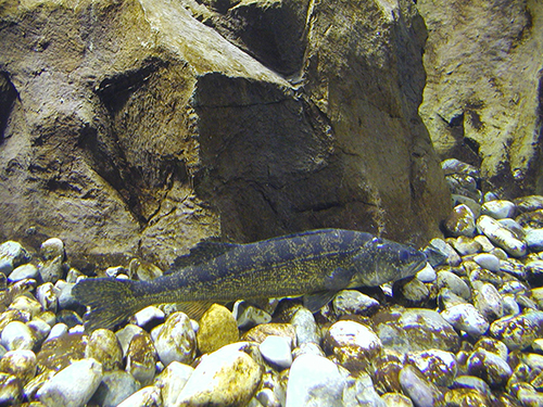 Young walleye in fish tank